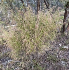 Cassinia sifton at Googong, NSW - 19 Jun 2022 03:26 PM