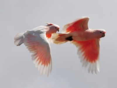 Lophochroa leadbeateri (Pink Cockatoo) at Coongoola, QLD - 4 Sep 2010 by Harrisi