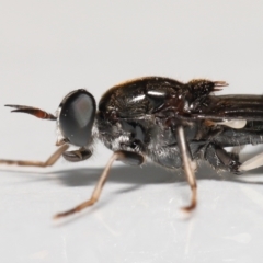 Exaireta spinigera (Garden Soldier Fly) at Evatt, ACT - 17 Jun 2022 by TimL