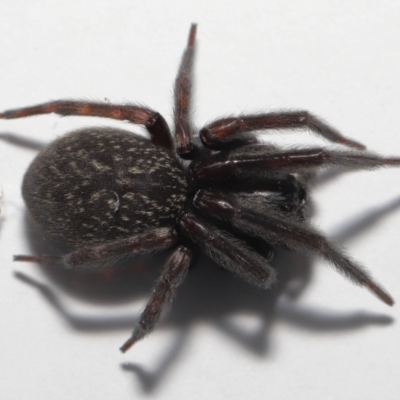 Badumna insignis (Black House Spider) at Evatt, ACT - 19 Jun 2022 by TimL