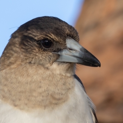 Cracticus nigrogularis (Pied Butcherbird) at Port Macquarie, NSW - 17 Jun 2022 by rawshorty