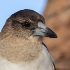 Cracticus nigrogularis (Pied Butcherbird) at Port Macquarie, NSW - 17 Jun 2022 by rawshorty