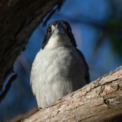 Cracticus torquatus (Grey Butcherbird) at Lake Cathie, NSW - 17 Jun 2022 by rawshorty