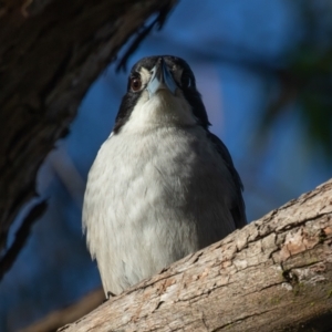 Cracticus torquatus (Grey Butcherbird) at Lake Cathie, NSW by rawshorty