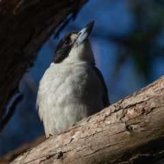 Cracticus torquatus at Lake Cathie, NSW - 18 Jun 2022 09:21 AM