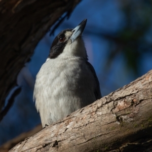 Cracticus torquatus at Lake Cathie, NSW - 18 Jun 2022 09:21 AM