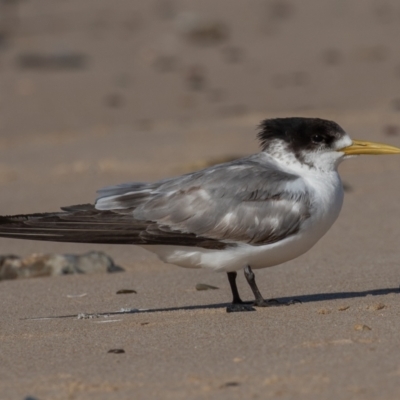 Thalasseus bergii (Crested Tern) at Lake Cathie, NSW - 18 Jun 2022 by rawshorty