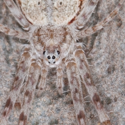 Tamopsis sp. (genus) (Two-tailed spider) at Port Macquarie, NSW - 18 Jun 2022 by rawshorty