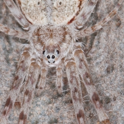 Unidentified Other hunting spider at Port Macquarie, NSW - 17 Jun 2022 by rawshorty