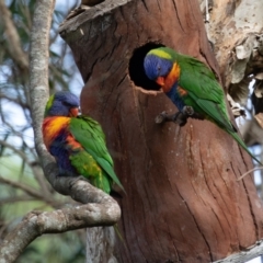 Trichoglossus moluccanus (Rainbow Lorikeet) at Port Macquarie, NSW - 18 Jun 2022 by rawshorty