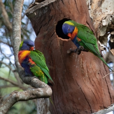 Trichoglossus moluccanus (Rainbow Lorikeet) at Port Macquarie, NSW - 18 Jun 2022 by rawshorty