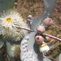 Eucalyptus cinerea subsp. cinerea (Argyle Apple) at Macgregor, ACT - 19 Jun 2022 by Christine