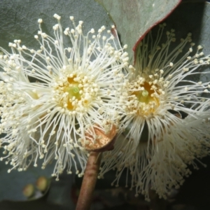 Eucalyptus cinerea subsp. cinerea at Macgregor, ACT - 19 Jun 2022