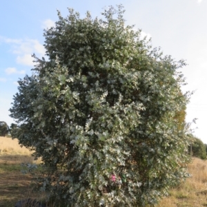 Eucalyptus cinerea subsp. cinerea at Macgregor, ACT - 19 Jun 2022