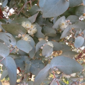 Eucalyptus cinerea subsp. cinerea at Macgregor, ACT - 19 Jun 2022