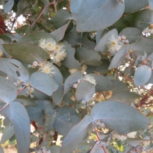 Eucalyptus cinerea subsp. cinerea at Macgregor, ACT - 19 Jun 2022 02:42 PM