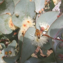 Eucalyptus cinerea subsp. cinerea at Macgregor, ACT - 19 Jun 2022 02:42 PM