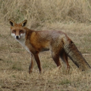 Vulpes vulpes at Macgregor, ACT - 17 Jun 2022