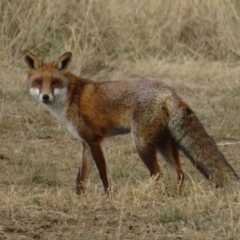 Vulpes vulpes (Red Fox) at Macgregor, ACT - 17 Jun 2022 by Christine