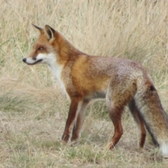 Vulpes vulpes at Macgregor, ACT - 17 Jun 2022