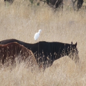 Bubulcus coromandus at Holt, ACT - 17 Jun 2022