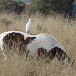 Bubulcus coromandus at Holt, ACT - 17 Jun 2022