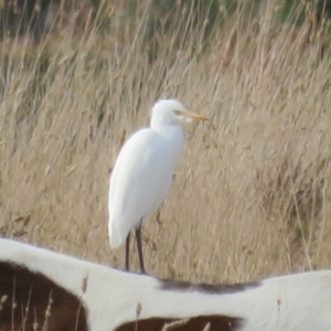 Bubulcus coromandus at Holt, ACT - 17 Jun 2022