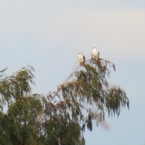 Elanus axillaris at Macgregor, ACT - 17 Jun 2022