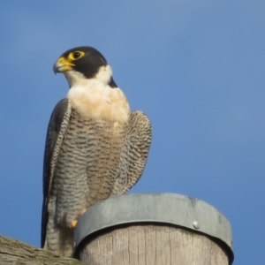 Falco peregrinus at Via Macgregor, NSW - 19 Jun 2022 03:23 PM