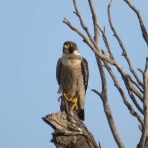 Falco peregrinus at Via Macgregor, NSW - 19 Jun 2022