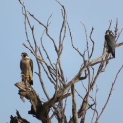 Falco peregrinus at Via Macgregor, NSW - 19 Jun 2022