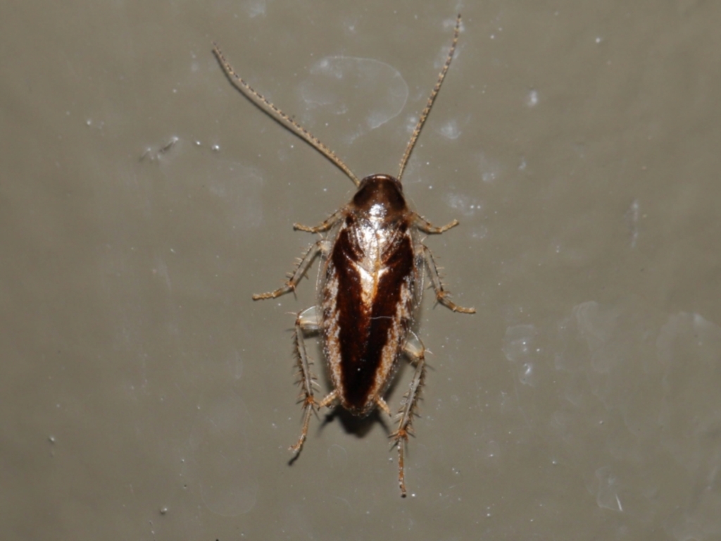 Ectoneura (genus) at Acton, ACT - 19 Jun 2022