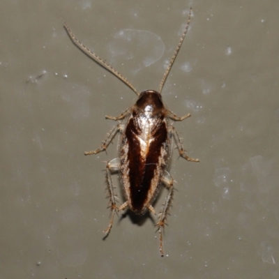 Ectoneura sp. (genus) (Cockroach) at Acton, ACT - 18 Jun 2022 by TimL