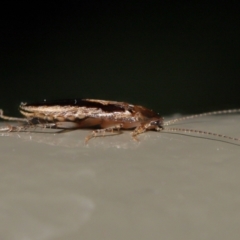 Ectoneura sp. (genus) at Acton, ACT - 19 Jun 2022