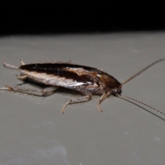 Ectoneura sp. (genus) at Acton, ACT - 19 Jun 2022