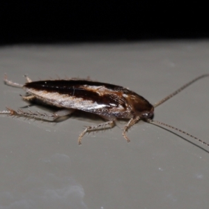 Ectoneura sp. (genus) at Acton, ACT - 19 Jun 2022 09:54 AM