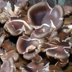 Unidentified Cap on a stem; gills below cap [mushrooms or mushroom-like] (TBC) at Acton, ACT - 19 Jun 2022 by TimL