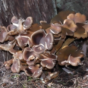 Armillaria sp. at ANBG - 19 Jun 2022