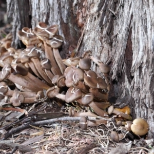 Armillaria sp. at ANBG - 19 Jun 2022