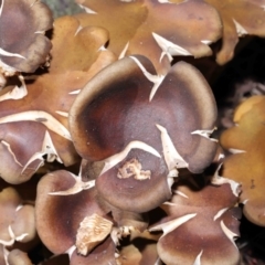 Armillaria sp. at Acton, ACT - 19 Jun 2022