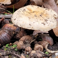 zz agaric (stem; gills not white/cream) at Lyneham, ACT - 20 Jun 2022 by trevorpreston