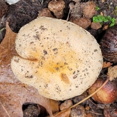 zz agaric (stem; gills not white/cream) at Lyneham, ACT - 20 Jun 2022