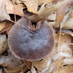 Unidentified Cap on a stem; gills below cap [mushrooms or mushroom-like] (TBC) at Lyneham, ACT - 20 Jun 2022 by trevorpreston