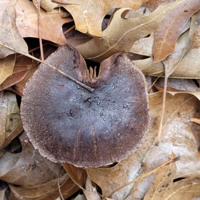 Unidentified Cap on a stem; gills below cap [mushrooms or mushroom-like] at Lyneham, ACT - 20 Jun 2022 by trevorpreston