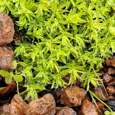 Unidentified Moss, Liverwort or Hornwort at Sullivans Creek, Lyneham South - 20 Jun 2022 by trevorpreston