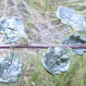 Olearia quercifolia at Newnes Plateau, NSW - 13 Jun 2022