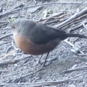 Origma solitaria at Newnes Plateau, NSW - suppressed