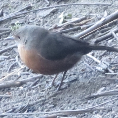 Origma solitaria (Rockwarbler) at Blue Mountains National Park - 13 Jun 2022 by RobParnell