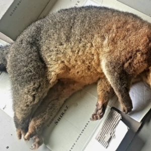 Trichosurus vulpecula at Gundaroo, NSW - 14 May 2022