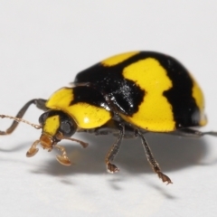 Illeis galbula (Fungus-eating Ladybird) at Evatt, ACT - 13 Jun 2022 by TimL